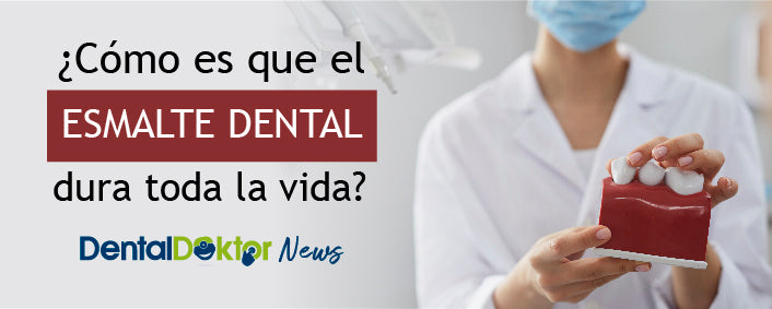 ¿Cómo es que el esmalte dental dura toda la vida?